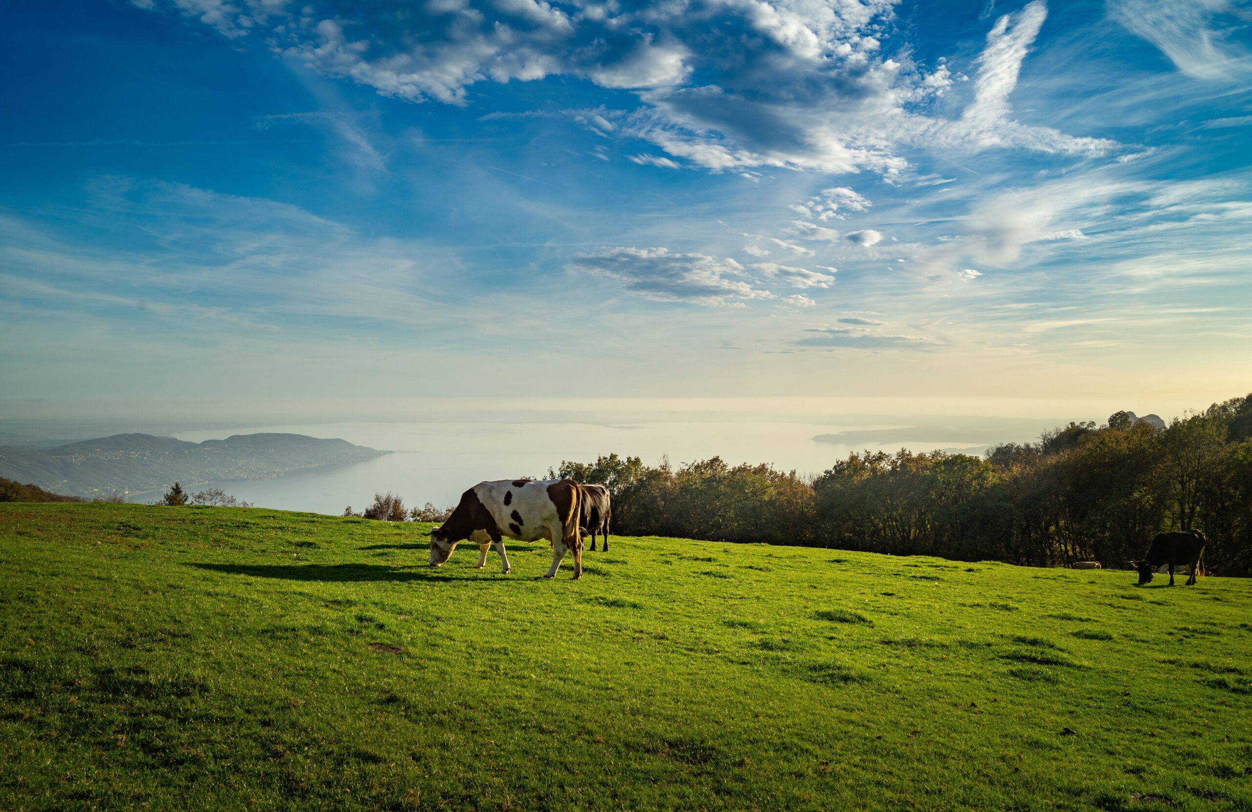 The Herd and the Horizon